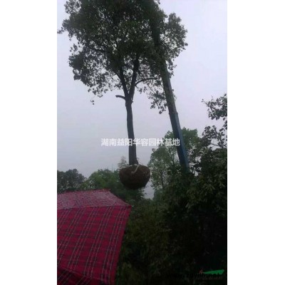 18公分栾树报价，价格低，品质好