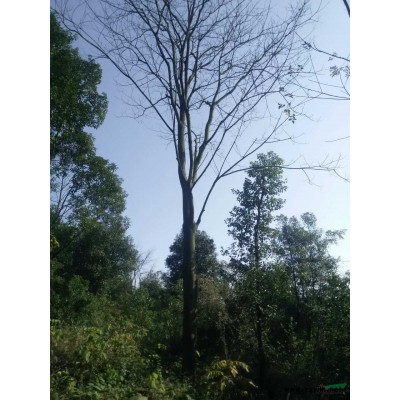 湖南地区栾树价格