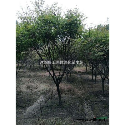 江苏2米雪松 3米雪松价格 6米雪松价格 1米雪松基地直销