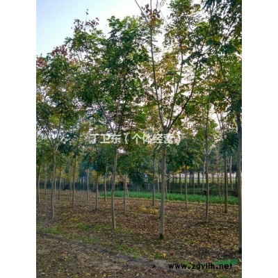 江苏栾树供应
