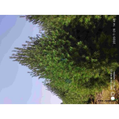 雪松，8米以上雪松，雪松价格