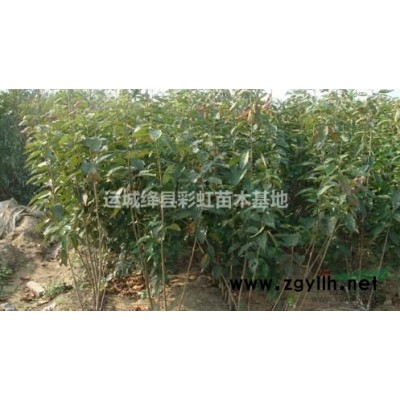 1米雪松价格1.5米雪松价格2米雪松价格