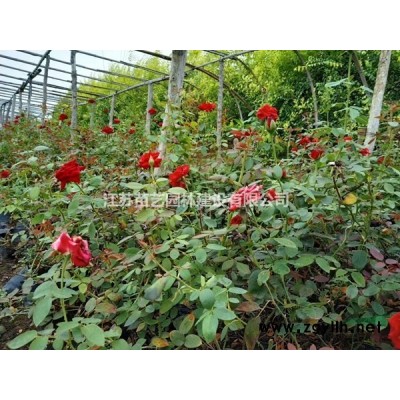 雪松批发-雪松价格-雪松图片-雪松小苗报价-雪松苗供应