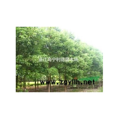 供应2-8公分栾树，*新栾树价格，*便宜栾树批发价格