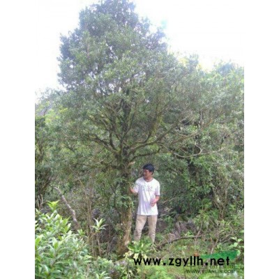 山东临沂供应15-40的国槐