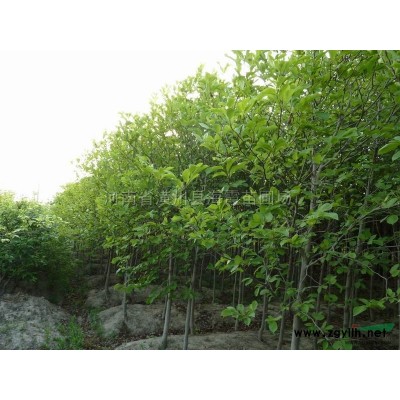 河南潢川黄金槐、龙爪槐、香花槐、金叶国槐、红花槐、刺槐