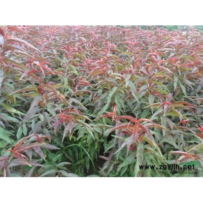 3-20公分国槐小苗紧急出售！