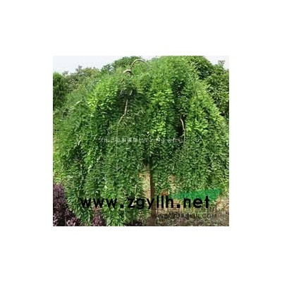 大量供应雪松绿化苗木