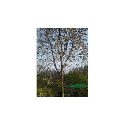 安徽栾树哪里价格便宜？10公分栾树价格多少钱？