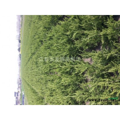 龙柏大叶女贞雪松蜀桧广玉兰银杏水杉榉树海桐无刺枸骨价格