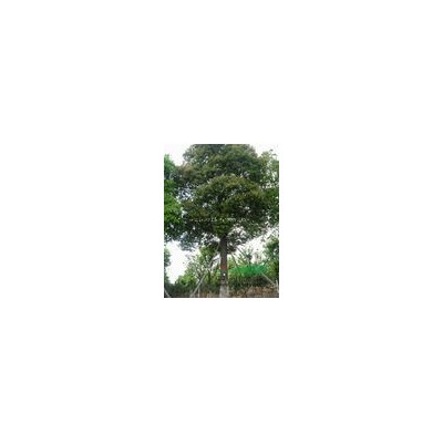 榉树，樱花、黄金白腊、紫薇、紫荆、国槐、刺槐、黄金槐、合欢