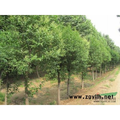 国槐.银杏.3-40公分