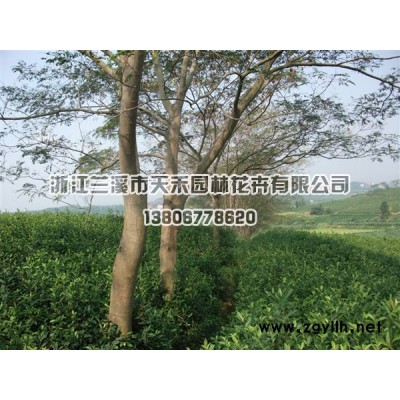 供优质全冠栾树米径10至13公分