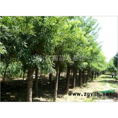 常年供应绿化苗木 国槐