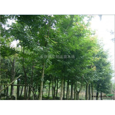 长期供应雪松 代购雪松 移栽雪松 雪松价格 常年供应 价格电