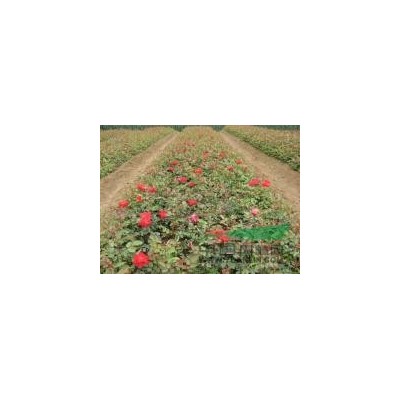 国槐 垂槐 黄金槐 垂柳 金丝柳