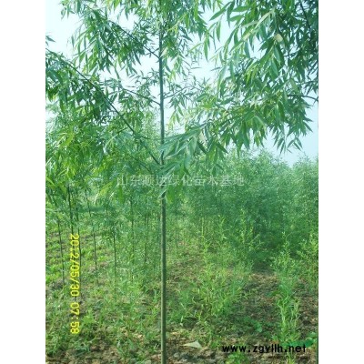 大量出售;速生白蜡,速生国槐小苗及半成品