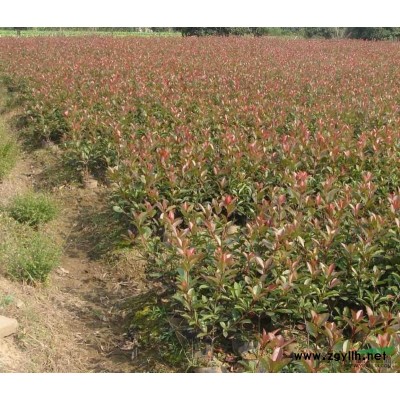 桂花小苗,红花继木，无刺构骨，四季桂，香樟，栾树，美国紫薇