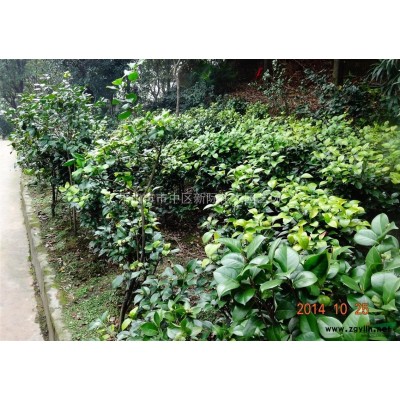 四川乐山栾树之乡（井研）大量供应优质栾树4-12cm