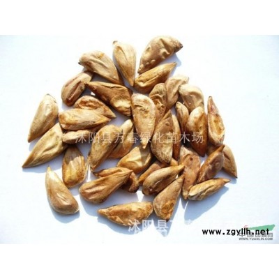 销售 苗木种子 白皮松种子 火炬 黄栌 紫荆 香椿 *苗圃