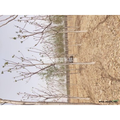 国槐，白蜡，枣树，椿树，桑树，柳树