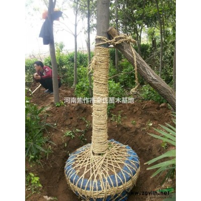 河南地区供应3-8公分国槐