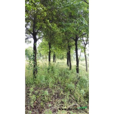 国槐，国槐苗，国槐树，国槐照片