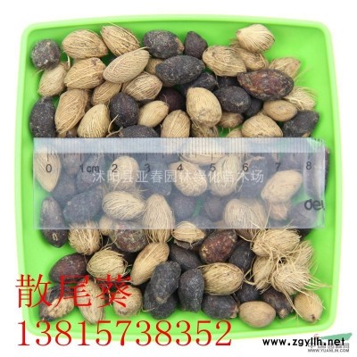 国槐，别名：槐树、槐蕊、豆槐、白槐、细叶槐、金药材、护房树、