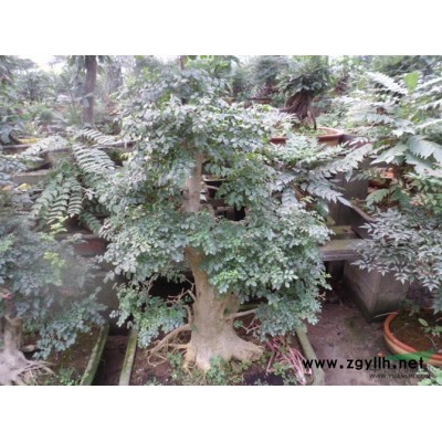 江苏白皮松介绍