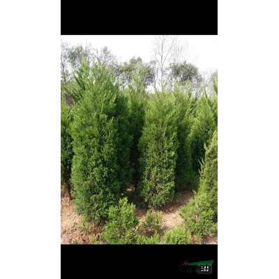 国槐 滁州国槐 国槐价格 安徽国槐