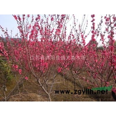 特价供应 金枝国槐 各种规格都有