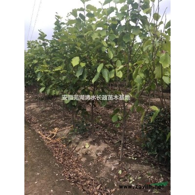 低价女贞  香樟  栾树 精品多规格2公分 4公分 6公分