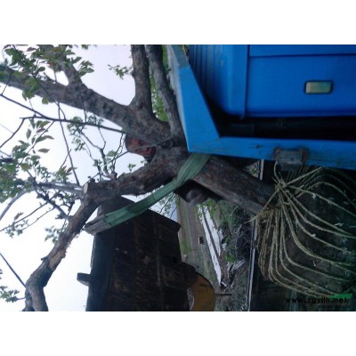 供应山西白皮松小苗，0.5-2.5米白皮