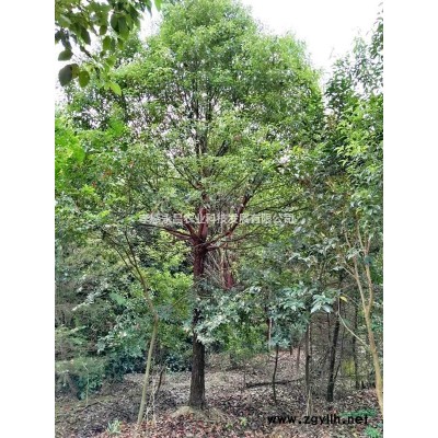 8公分-15公分栾树带冠大量供应