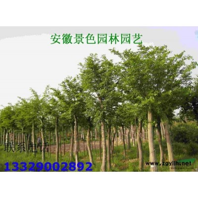 栾树图片\栾树报价