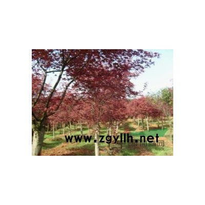 潢川合欢价格，合欢图片，合欢报价，河南合欢供应、栾树、青桐等