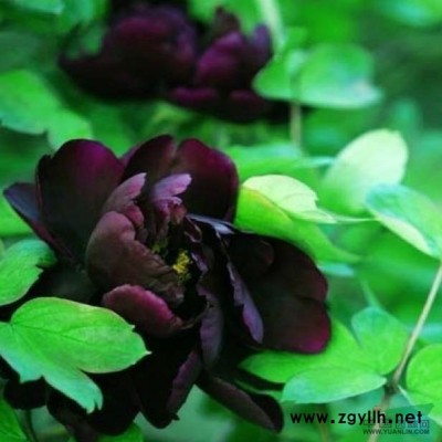 洛阳牡丹，红叶李10-14公分，白皮松4米