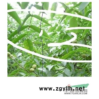 核桃苗山楂苗白皮松苗