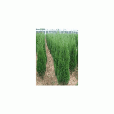 国槐小苗 国槐树批发 国槐价格 江苏国槐价格