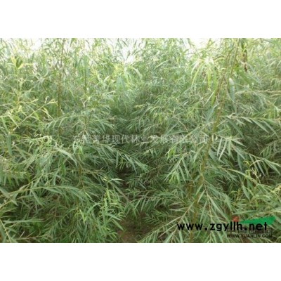 山东 供应15公分国槐