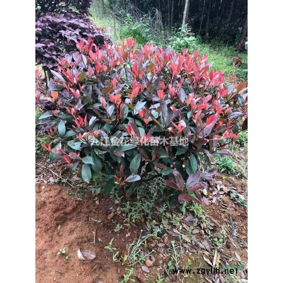 本公司可提供各种规格栾树苗木，确保质优价廉，欢迎来电咨询！