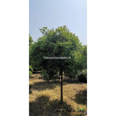 供应紫薇、樱花、栾树、红叶李