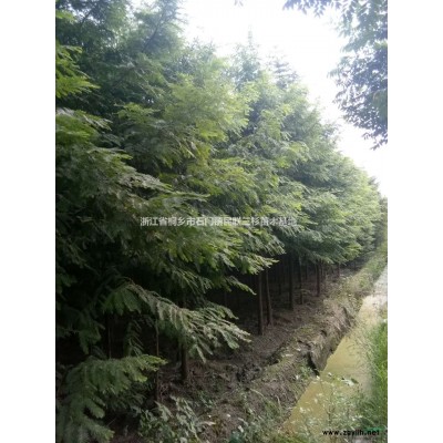 浙江黄山栾树5公分到18公分