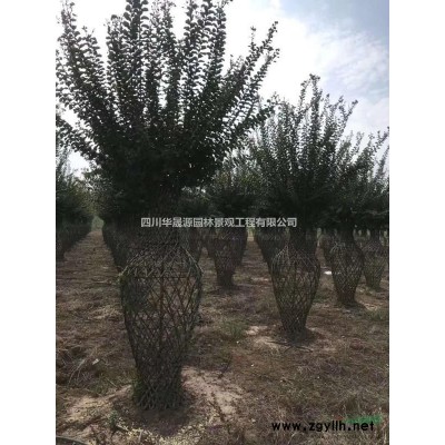 供应栾树、移植栾树、实生栾树