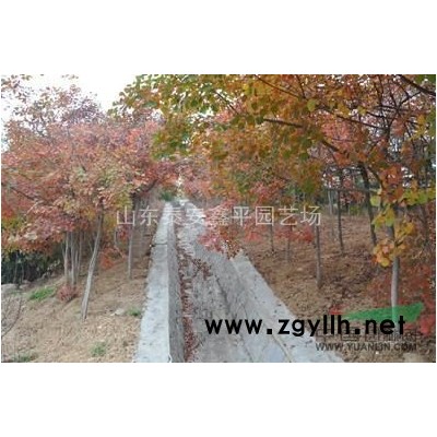 低价批发国槐小苗 金枝国槐 优质 国槐小苗大量出售