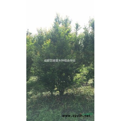 供应四川成都独杆栾树 丛生栾树 基地直销 批发价格