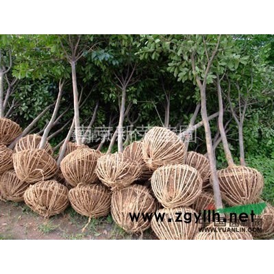 供应南京广栾树  价格优惠质量保证