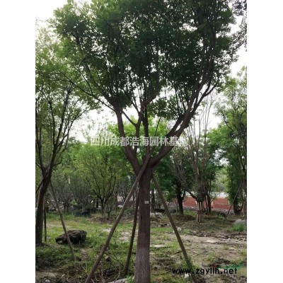 四川栾树基地，精品栾树，截杆发冒栾树批发