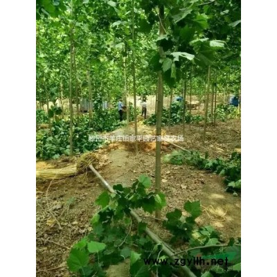 家平 速生法桐.速生白蜡.速生国槐.北京栾.黄山栾.垂柳