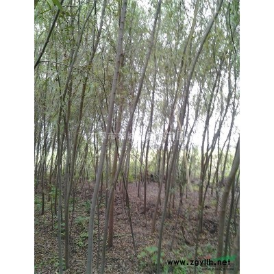 出售国槐米径1-1.5-2.5-3-4公分